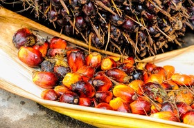 Olej palmowy: czy jest szkodliwy?